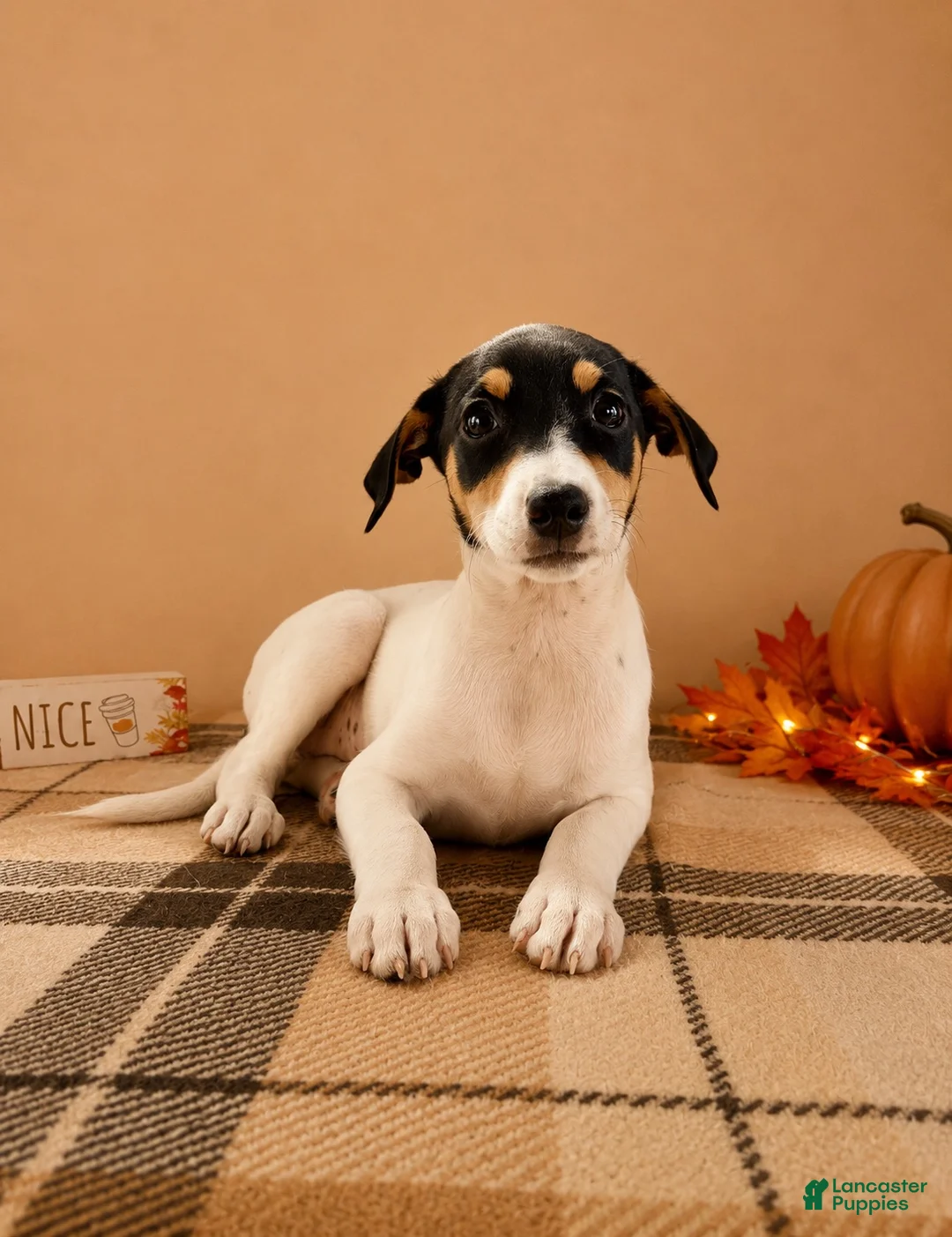 Mixed Breed dogs for sale: Dixie - Ad 2