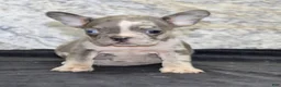 French Bulldog dogs for sale: Michelle Female AKC French Bulldog - Ad 6