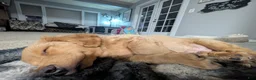 Doxiepoo dogs for sale: Biggie booty  - Ad 5