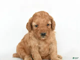 Toy Poodle dogs Joey - Ad 36