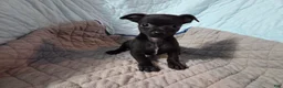 Chihuahua dogs for sale: Chihuahua 4 - Ad 6