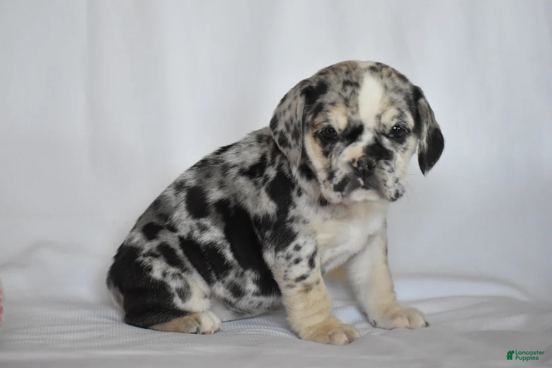 Beabull dogs for sale: Destiny - Ad 3