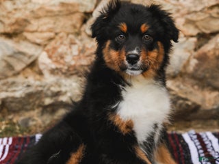 Australian Shepherd dogs - Ad 4