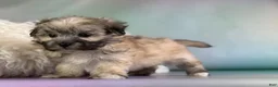 Morkie dogs for sale: Teddy - Ad 5