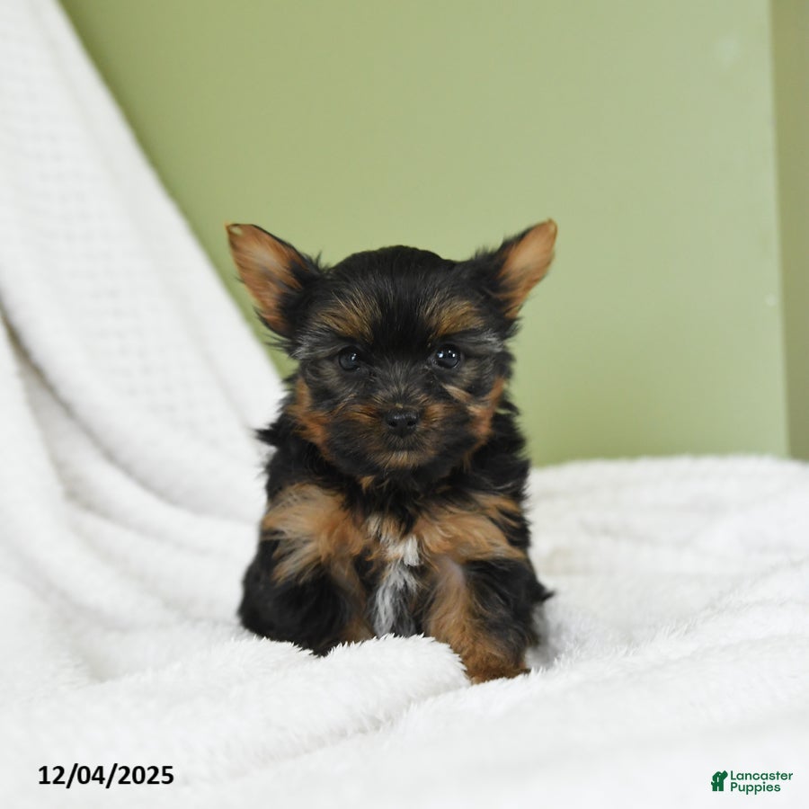 Yorkshire Terrier dogs Starla - Ad 34