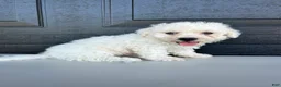 Bichon Frise dogs for sale: Bichon Frise Puppy 2 - Ad 2