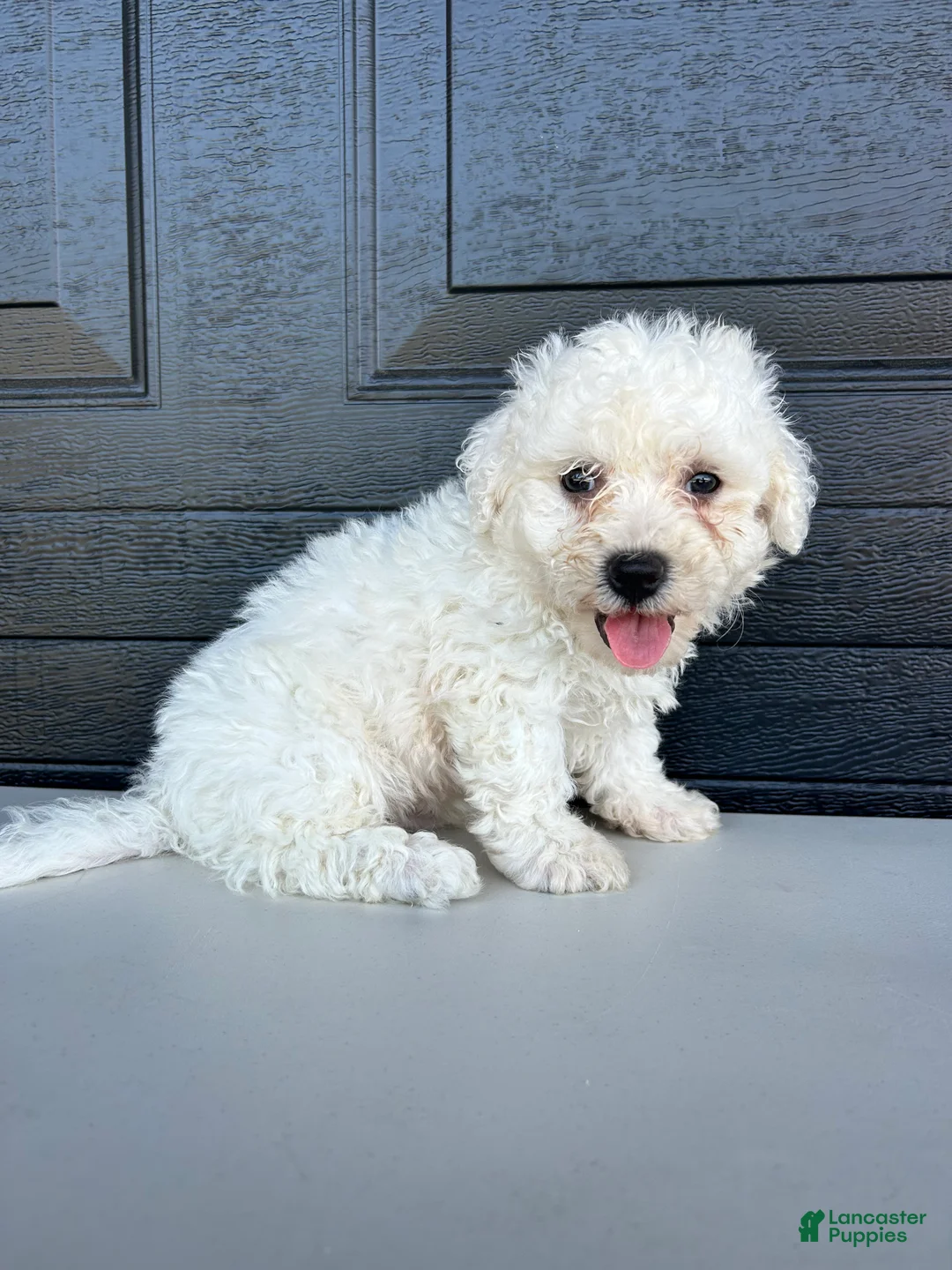 Bichon Frise dogs for sale: Bichon Frise Puppy 2 - Ad 2