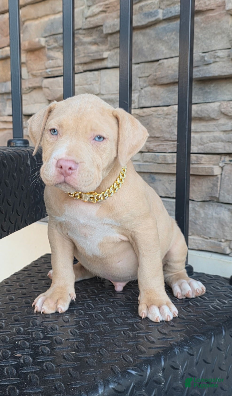 American Pit Bull Terrier dogs Bane - Ad 1