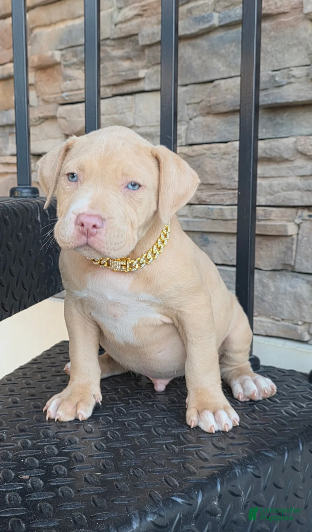 American Pit Bull Terrier dogs for sale: Bane - Ad 1