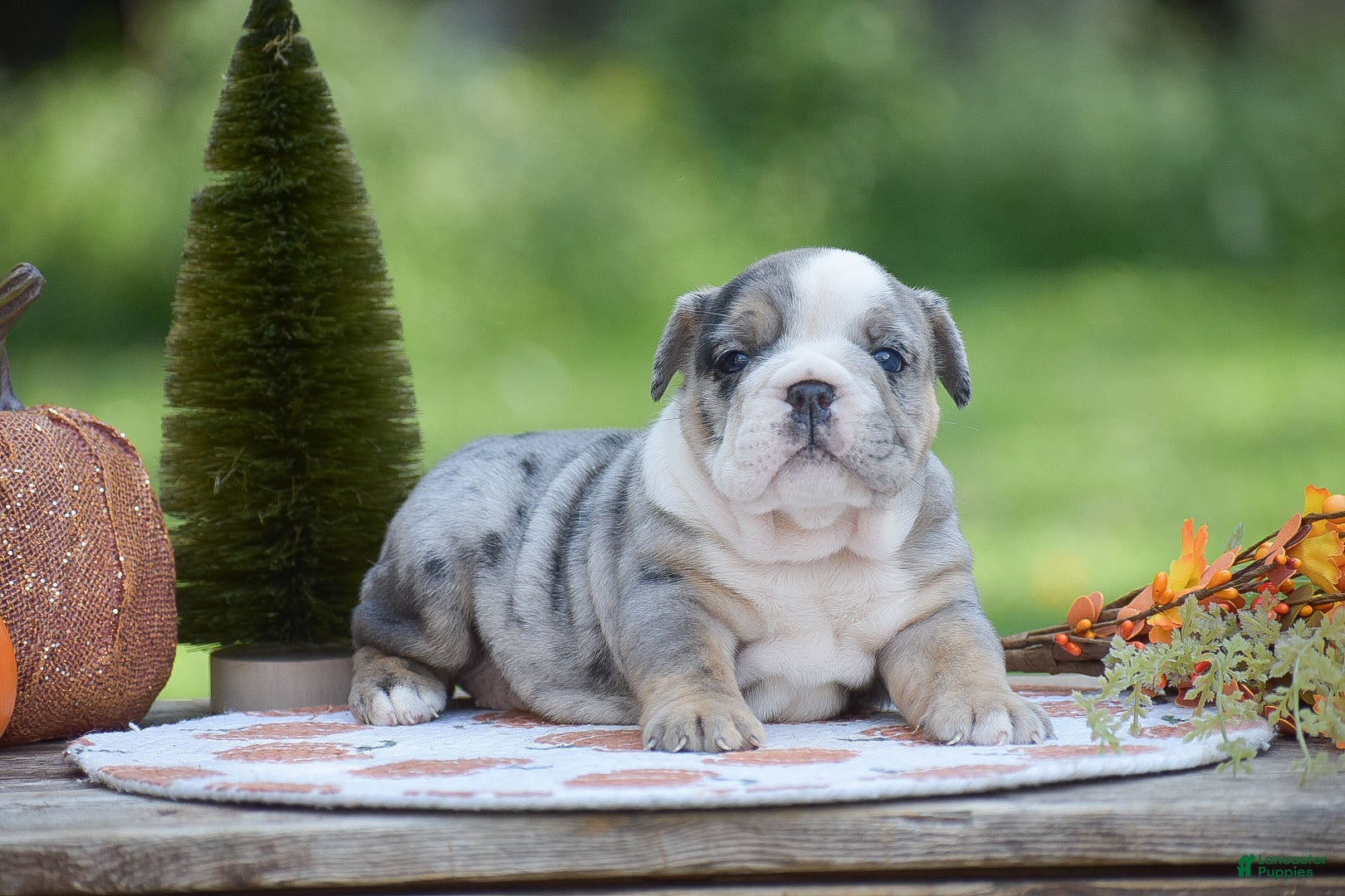 Grey Brindle English Bulldog English Bulldog Puppies For Sale In