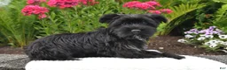Yorkiepoo dogs for sale: Maverick - Ad 3