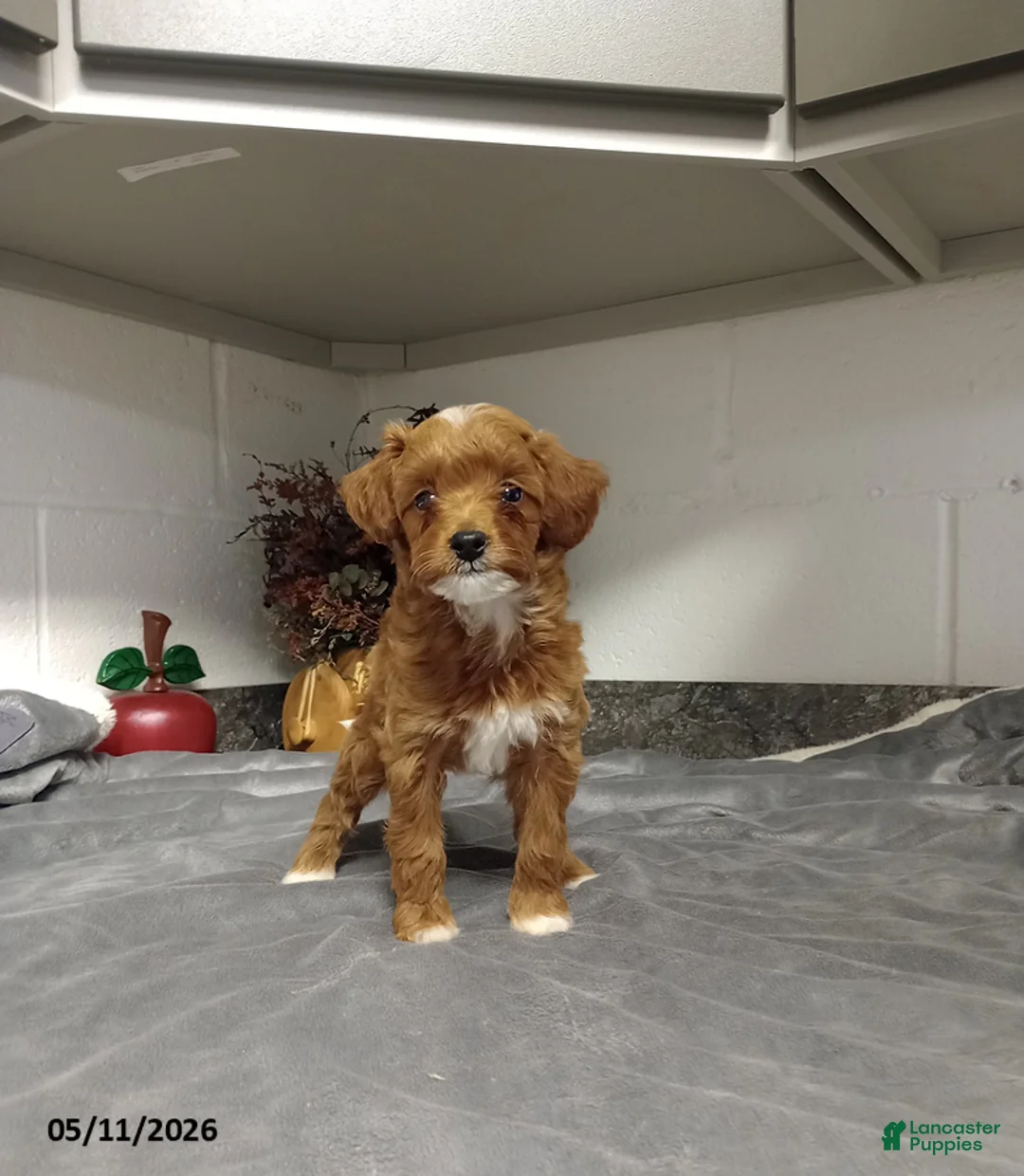 Mini Goldendoodle dogs for sale: Dolly - Ad 1
