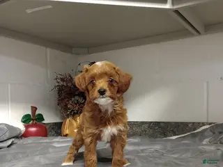 Mini Goldendoodle dogs Dolly - Ad 34