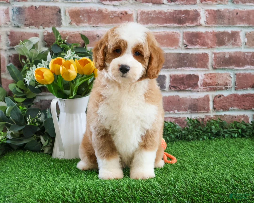 Mini Goldendoodle dogs for sale: Linguine  - Ad 1