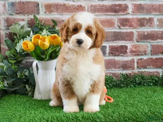 Mini Goldendoodle dogs Linguine - Ad 5