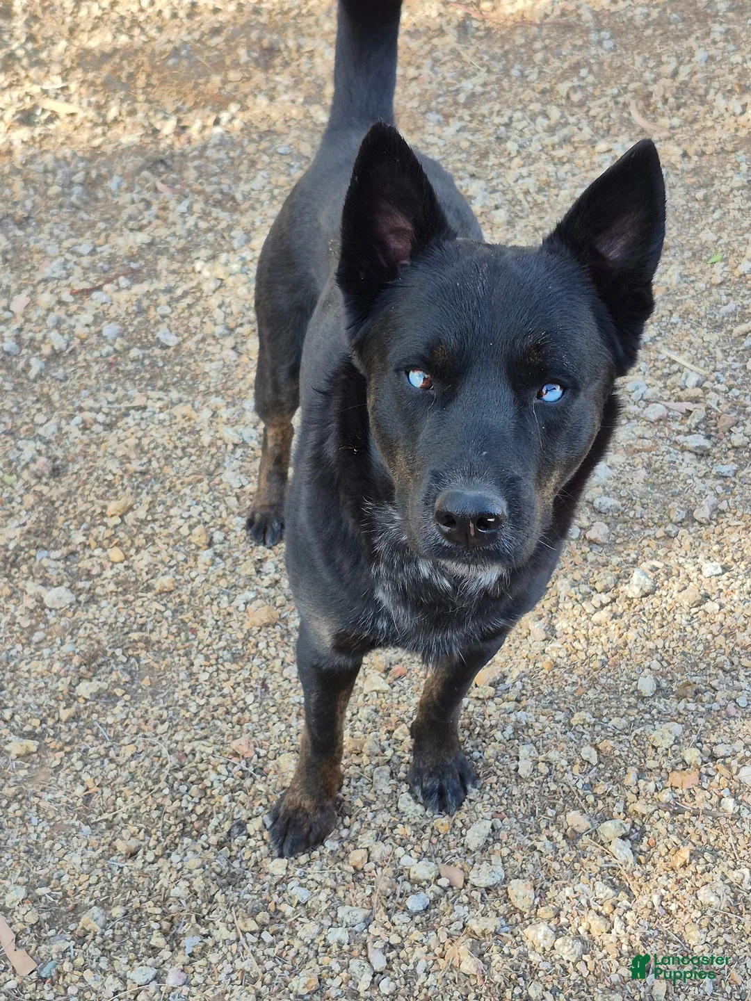 Mixed Breed dogs for stud: Blues kids. - Ad 1