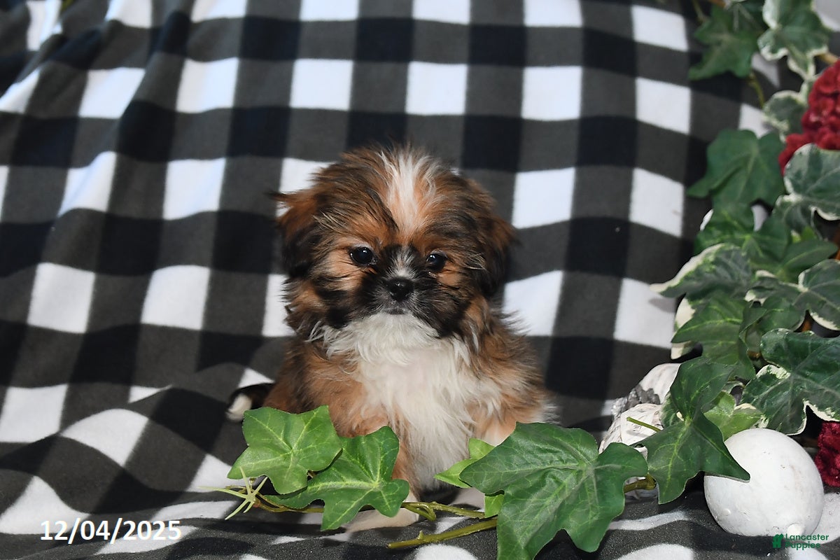 Shih Tzu dogs Denver - Ad 11