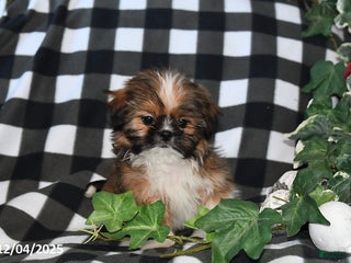 Shih Tzu dogs Denver - Ad 25