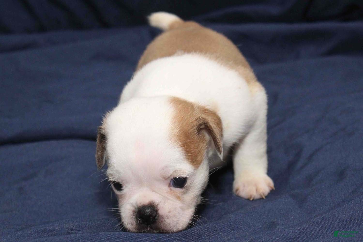 Puggle dogs for sale: Chopper - Ad 2