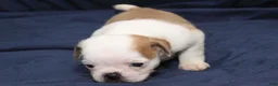 Puggle dogs for sale: Chopper - Ad 2