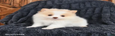 Marshmallow