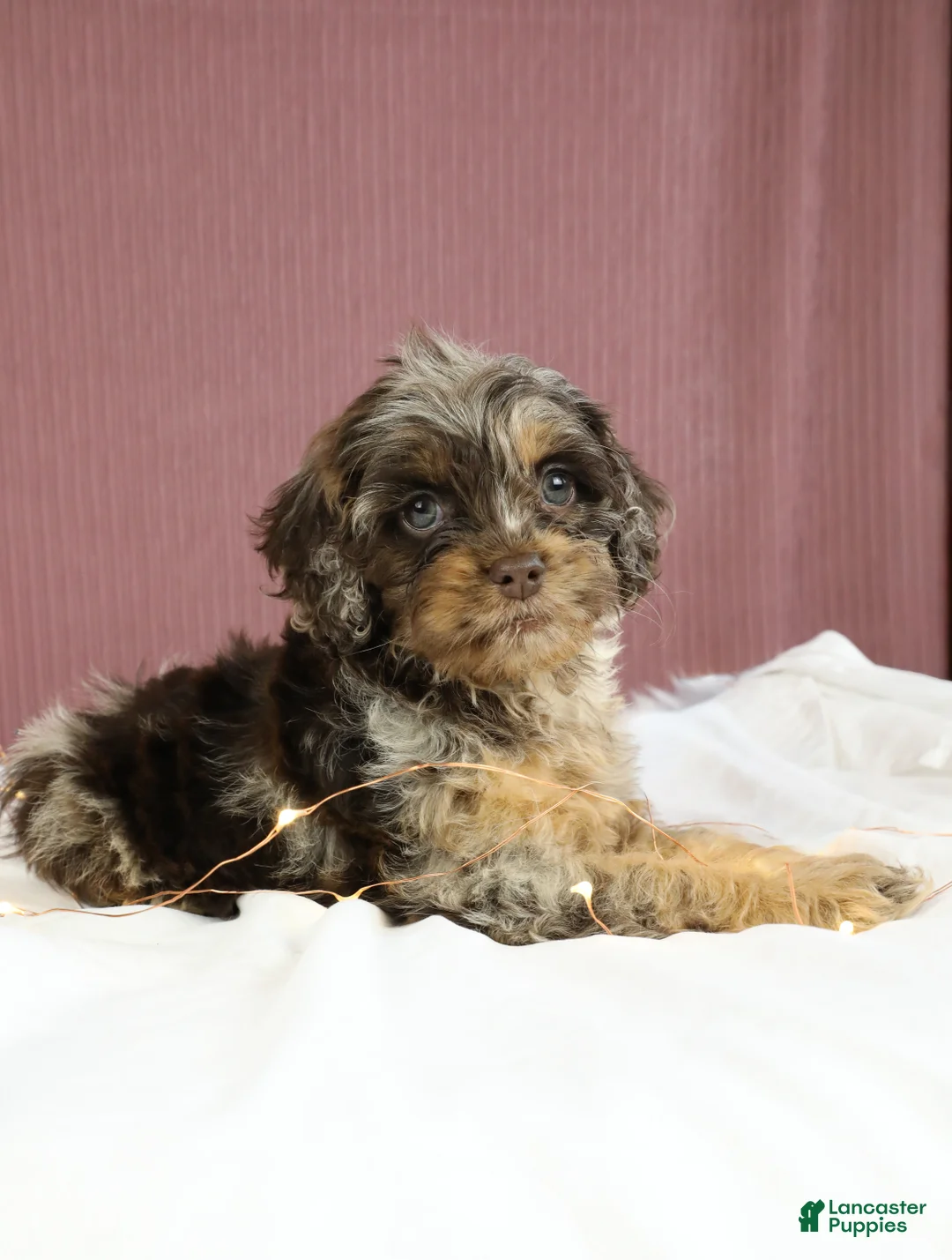 Cockapoo dogs for sale: Magnolia 🌸 - Ad 2