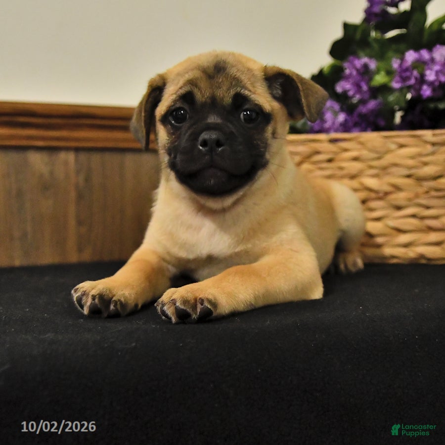 Mixed Breed dogs Sunflower - Ad 1