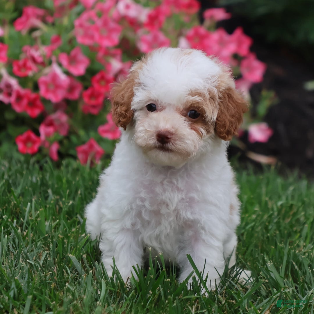 Toy Poodle dogs for sale: Memory - Ad 3