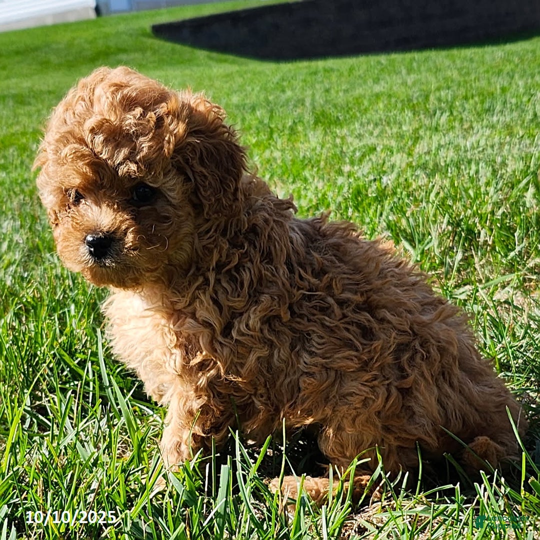 Cavapoo dogs for sale: Jake - Ad 18
