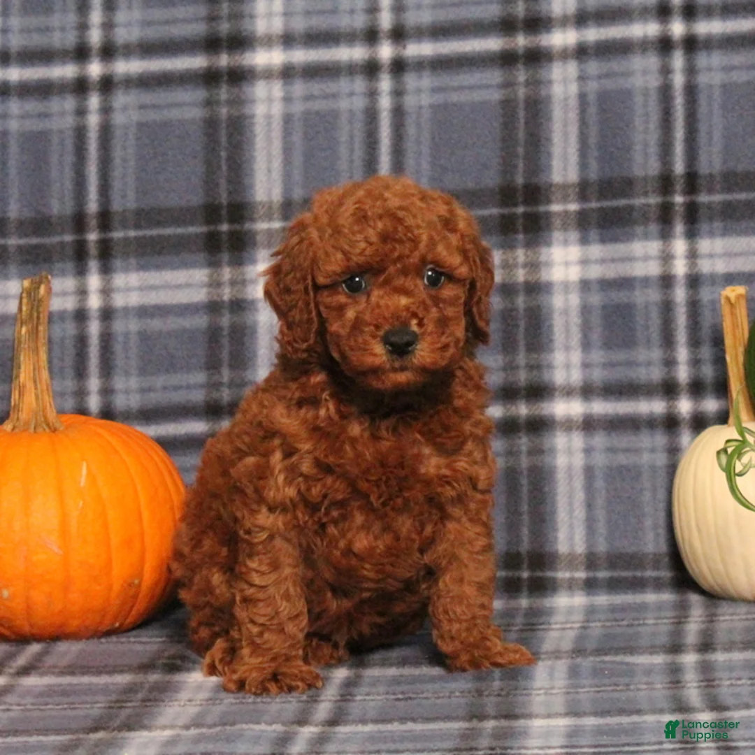 Miniature Poodle dogs for sale: Heath - Ad 2