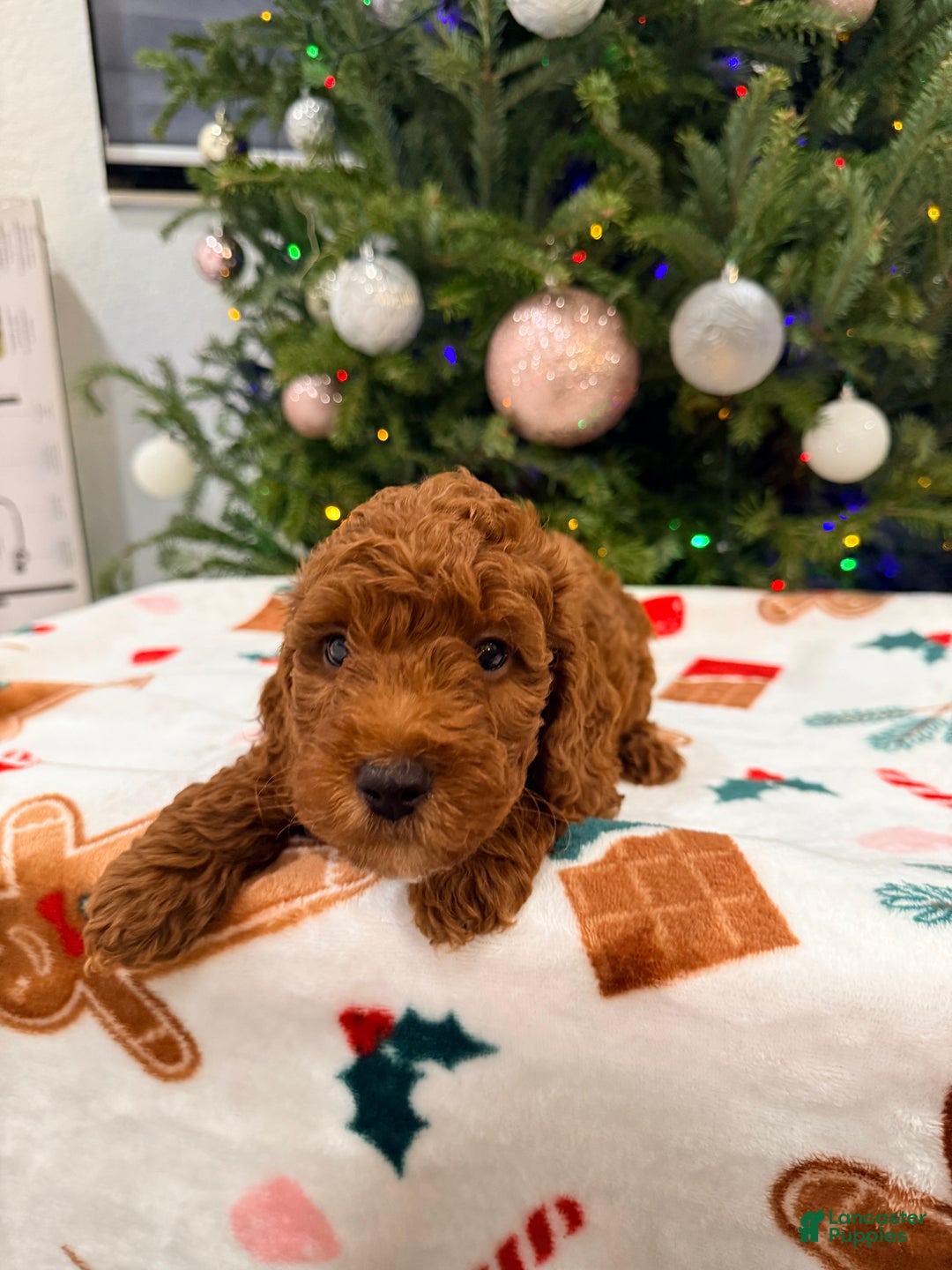 Mini Goldendoodle dogs for sale: Nashville - Ad 3