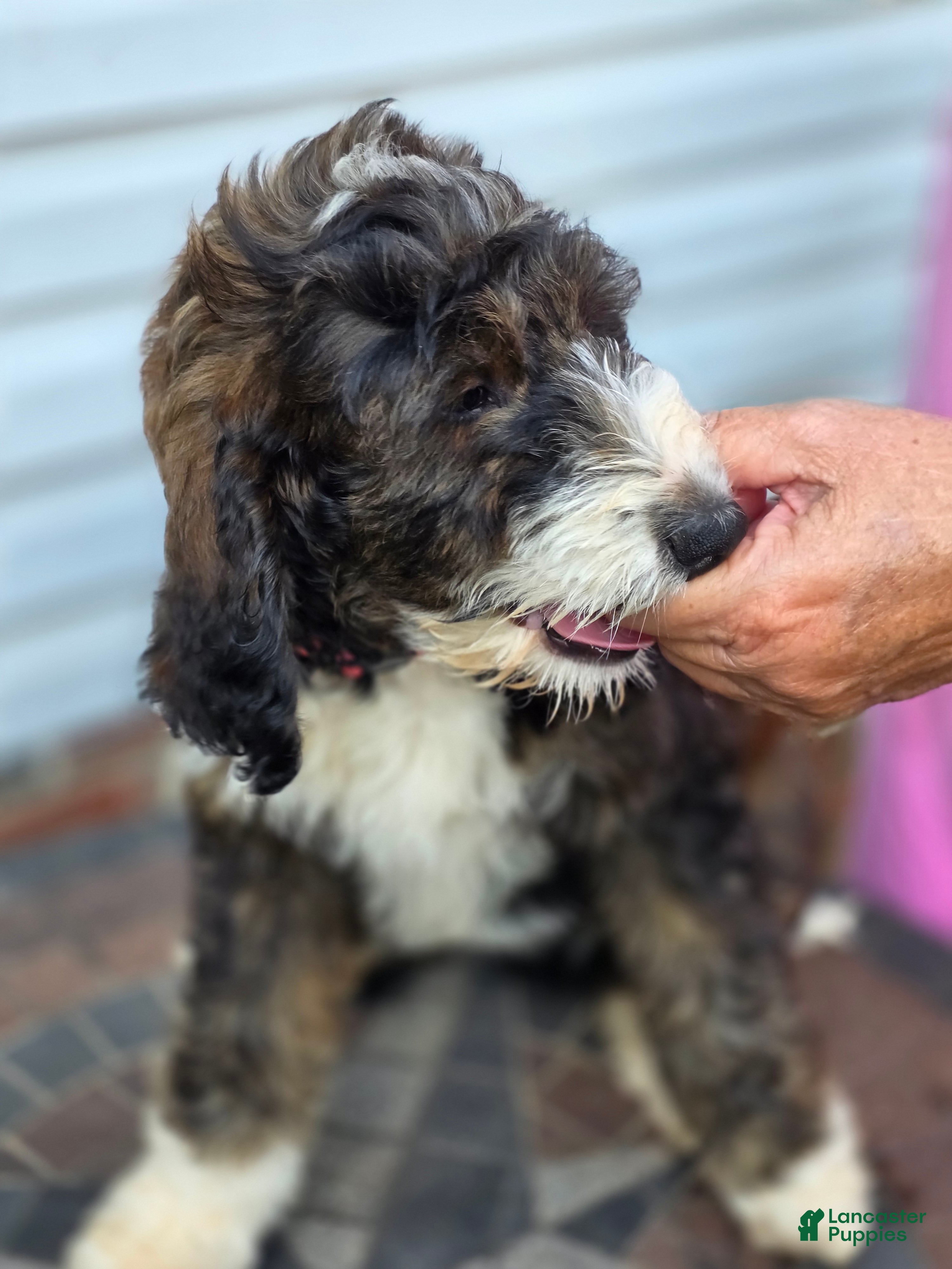 Bernedoodle dogs Barbie - Ad 1