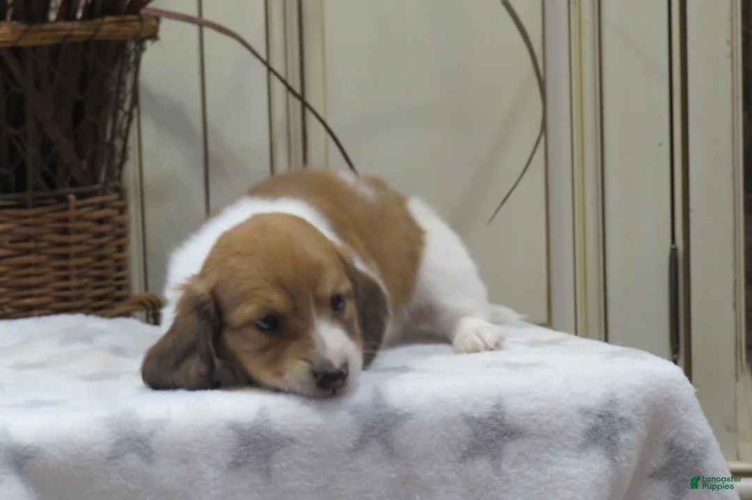 Miniature Dachshund dogs for sale: Joey - Ad 1