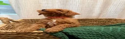 Toy Poodle dogs for sale: Toy Poodle 2 - Ad 5