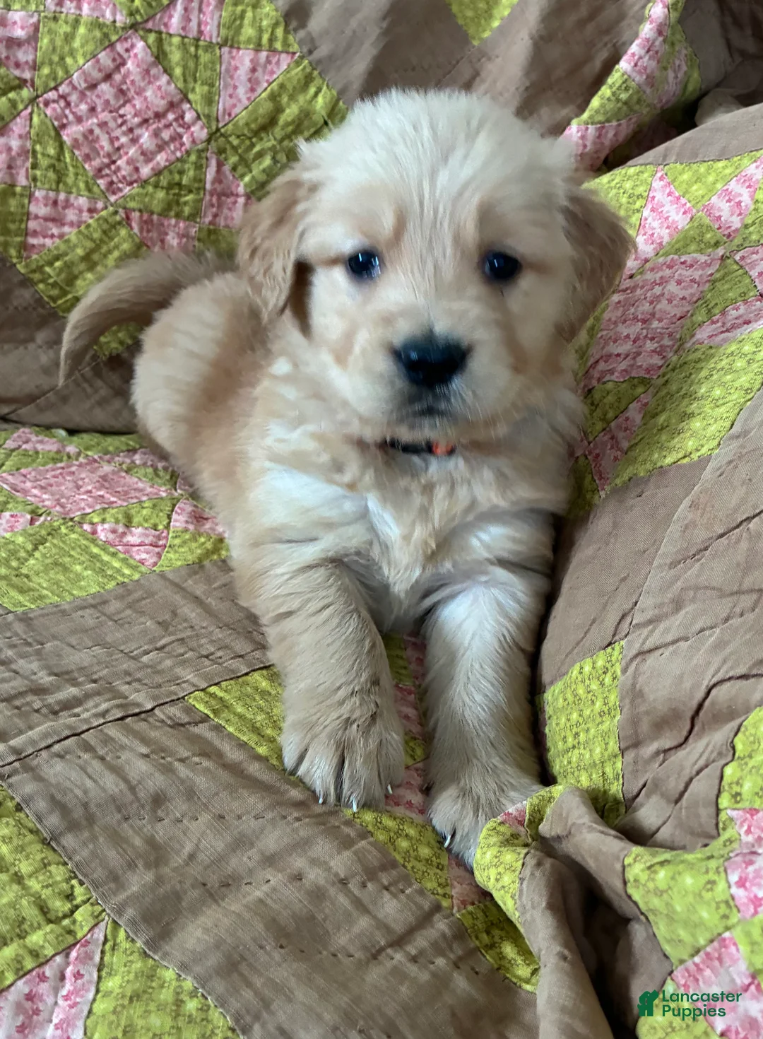 Golden Retriever dogs for sale: Golden Retriever Puppy 1 - Ad 4