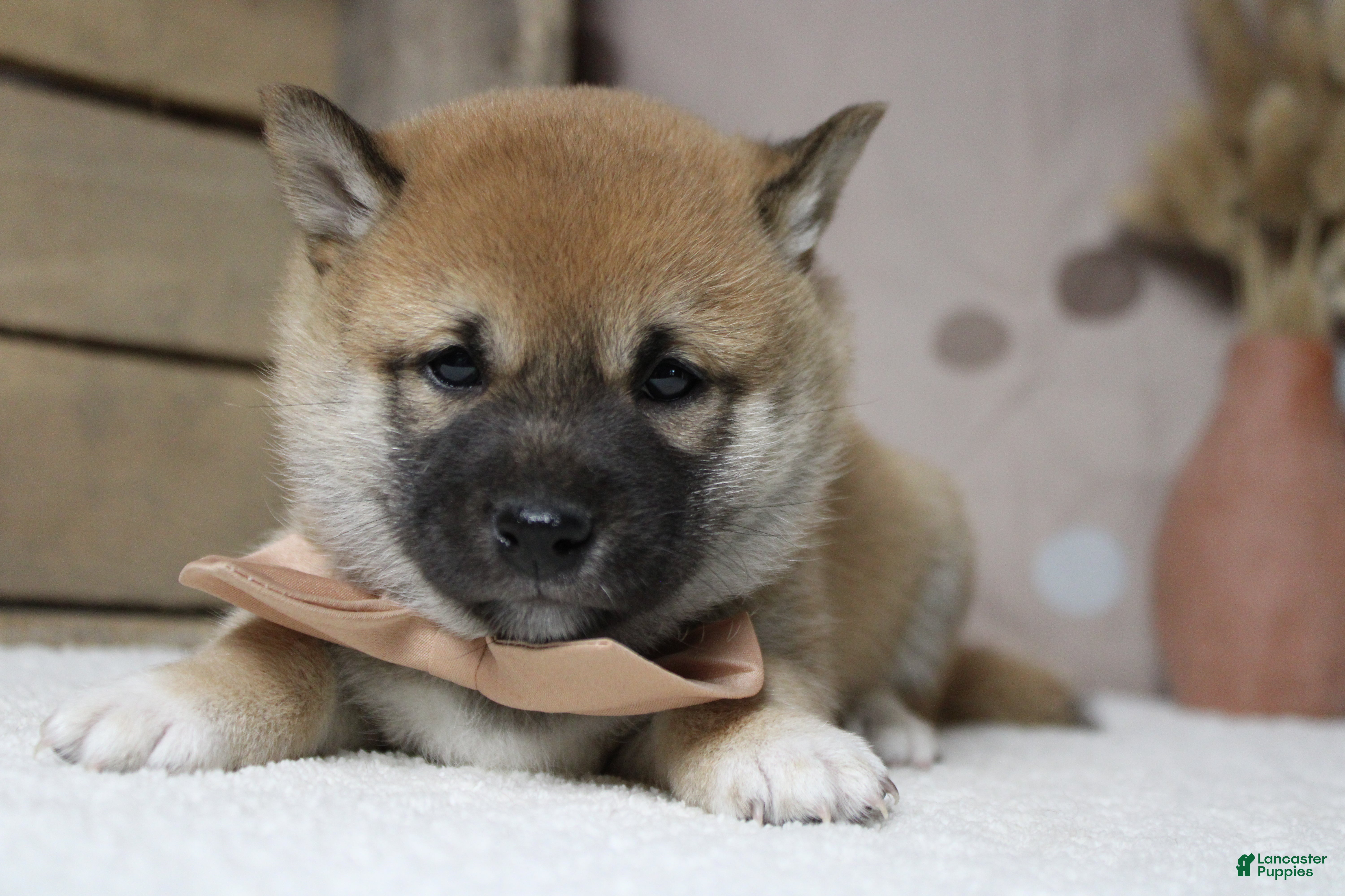 Shiba Inu dogs Dylan  - Ad 10