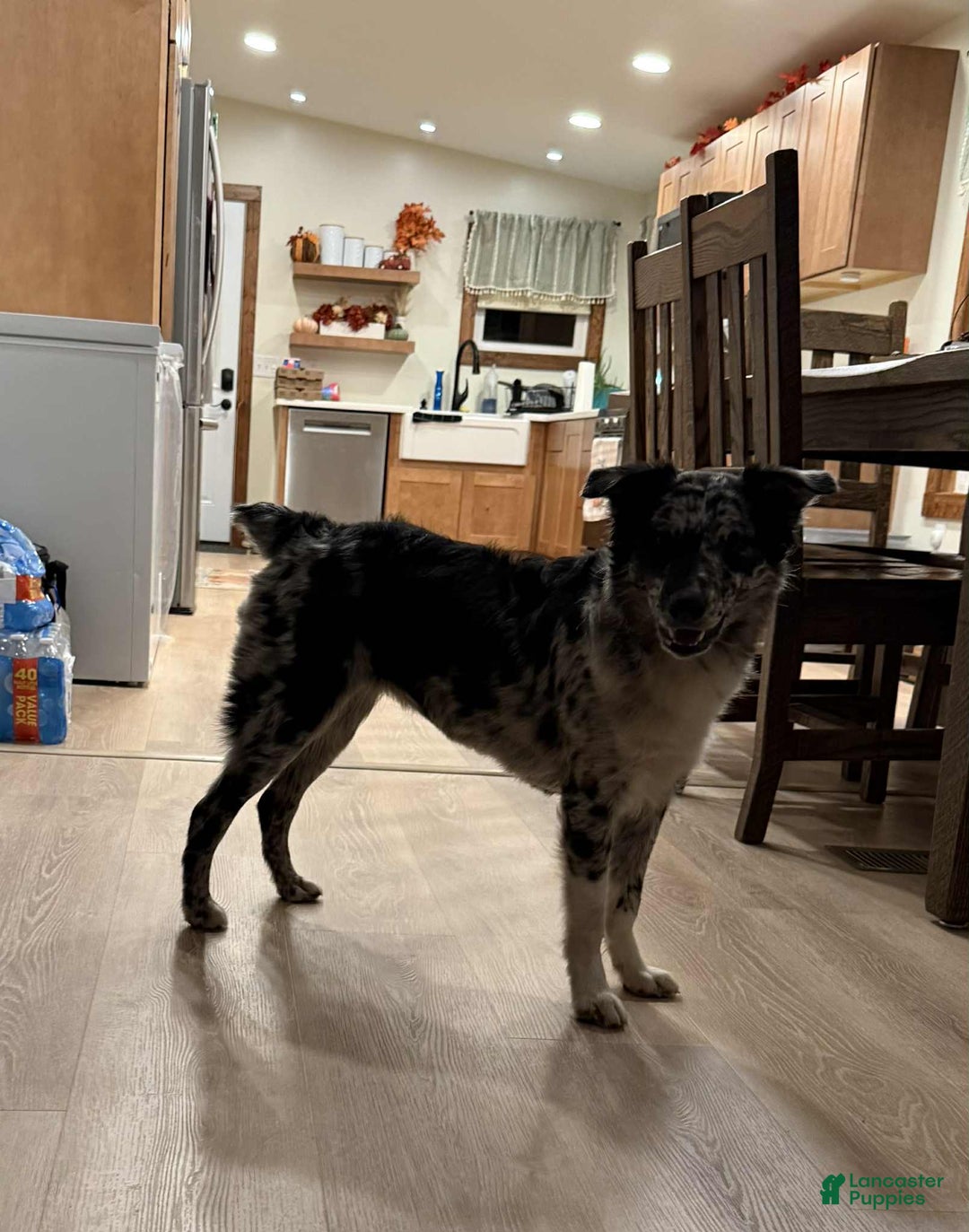 Mixed Breed dogs for sale: Mixed Breed Puppy 1 - Ad 1