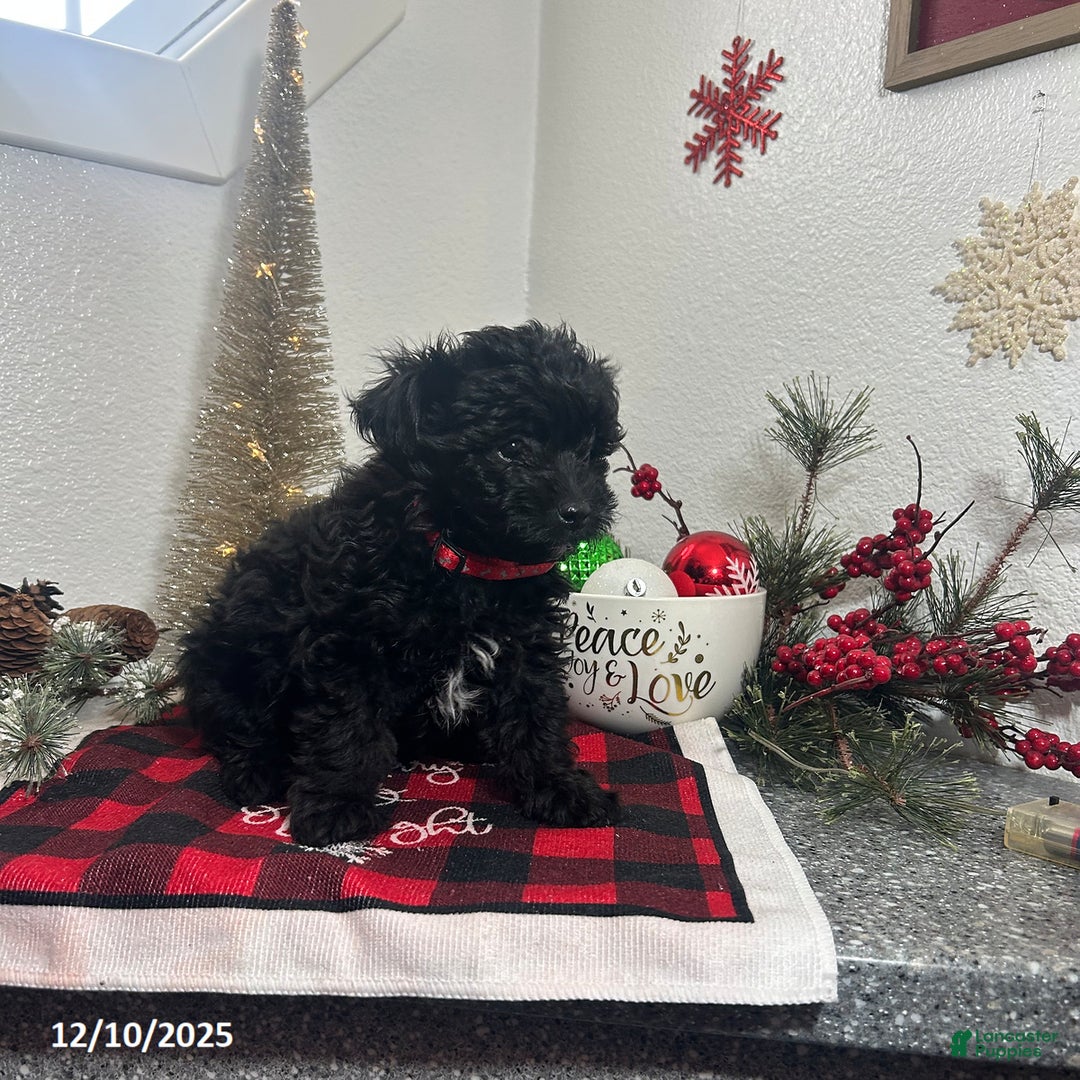 Mixed Breed dogs for sale: Bridget - Ad 3