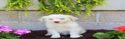 Australian Shepherd dogs for sale: Treva - Ad 2