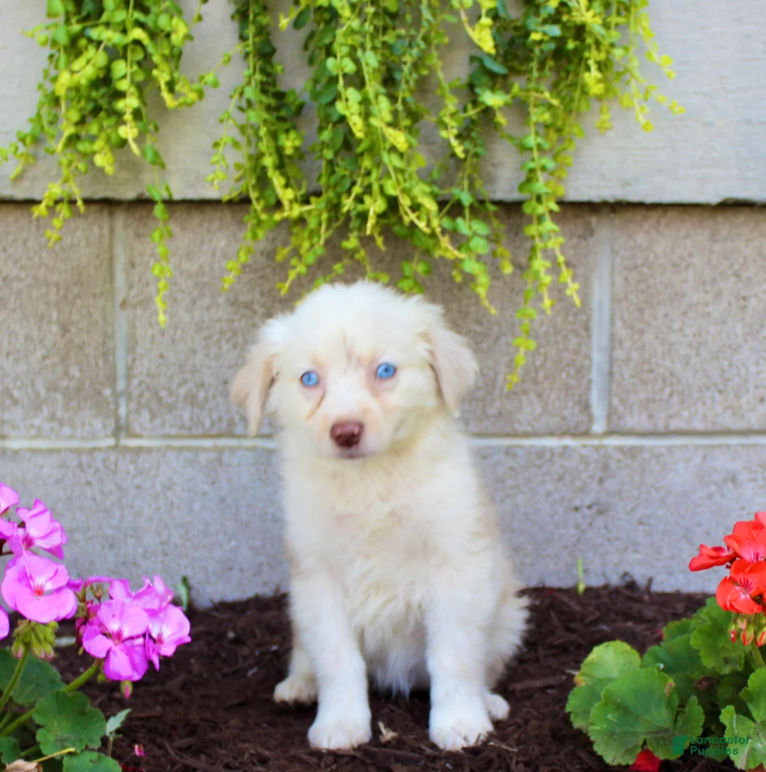 Australian Shepherd dogs for sale: Treva - Ad 2
