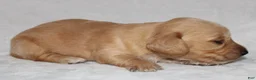 Miniature Dachshund dogs for sale: Miniature Dachshund 4 - Ad 6