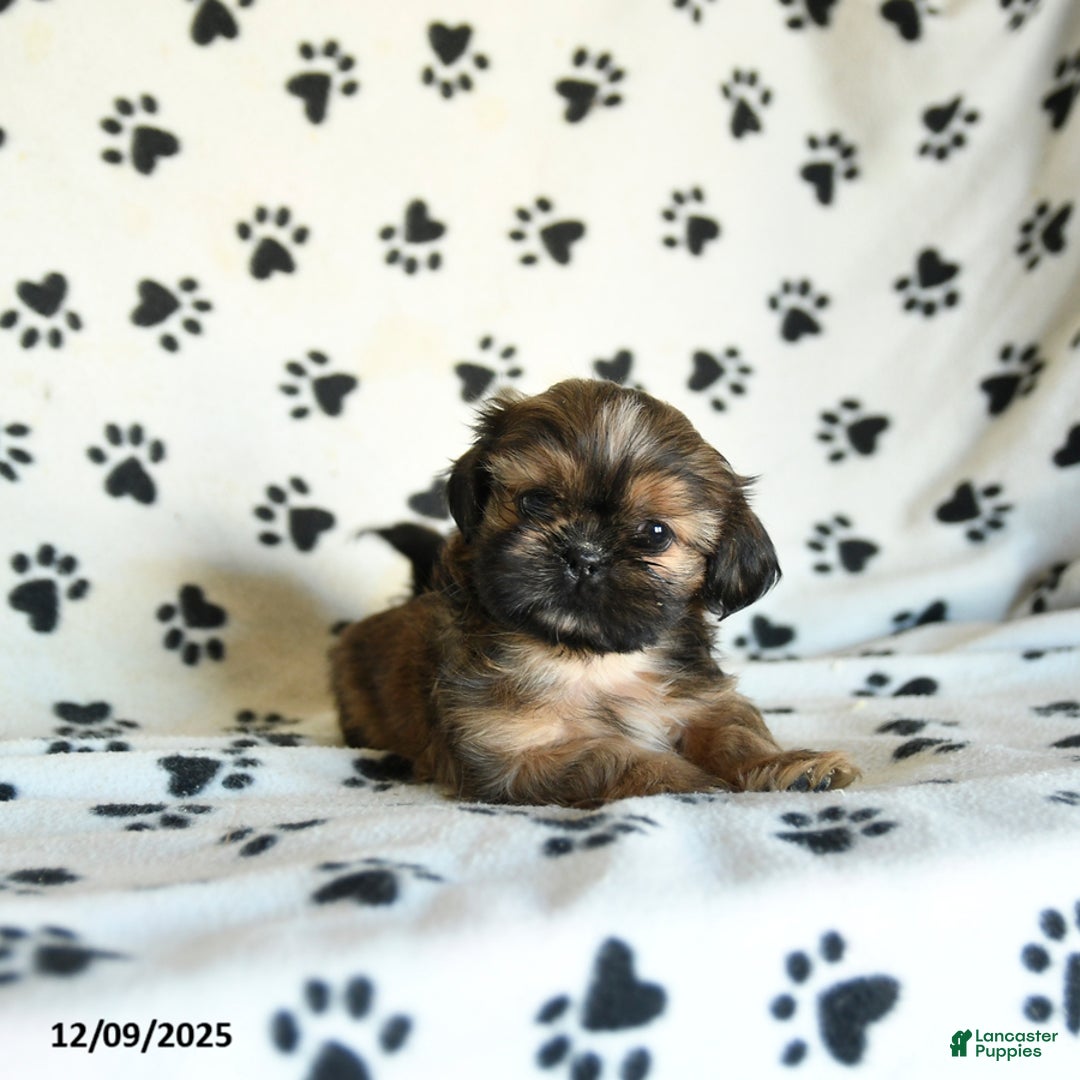 Shih Tzu dogs for sale: Paws - Ad 5