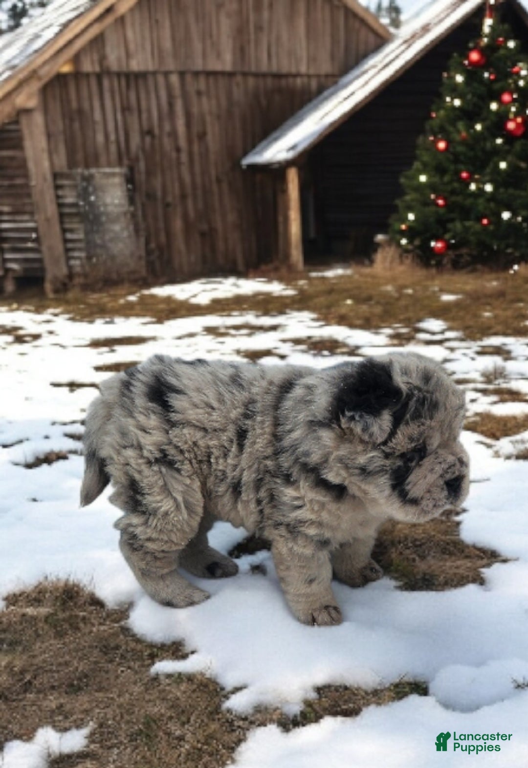 Shar Pei dogs for sale: Mabel merle mini Bear  - Ad 9