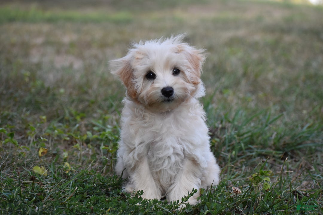 Maltese Mix Maltese X Pomeranian Puppies For Sale Maltese Puppies