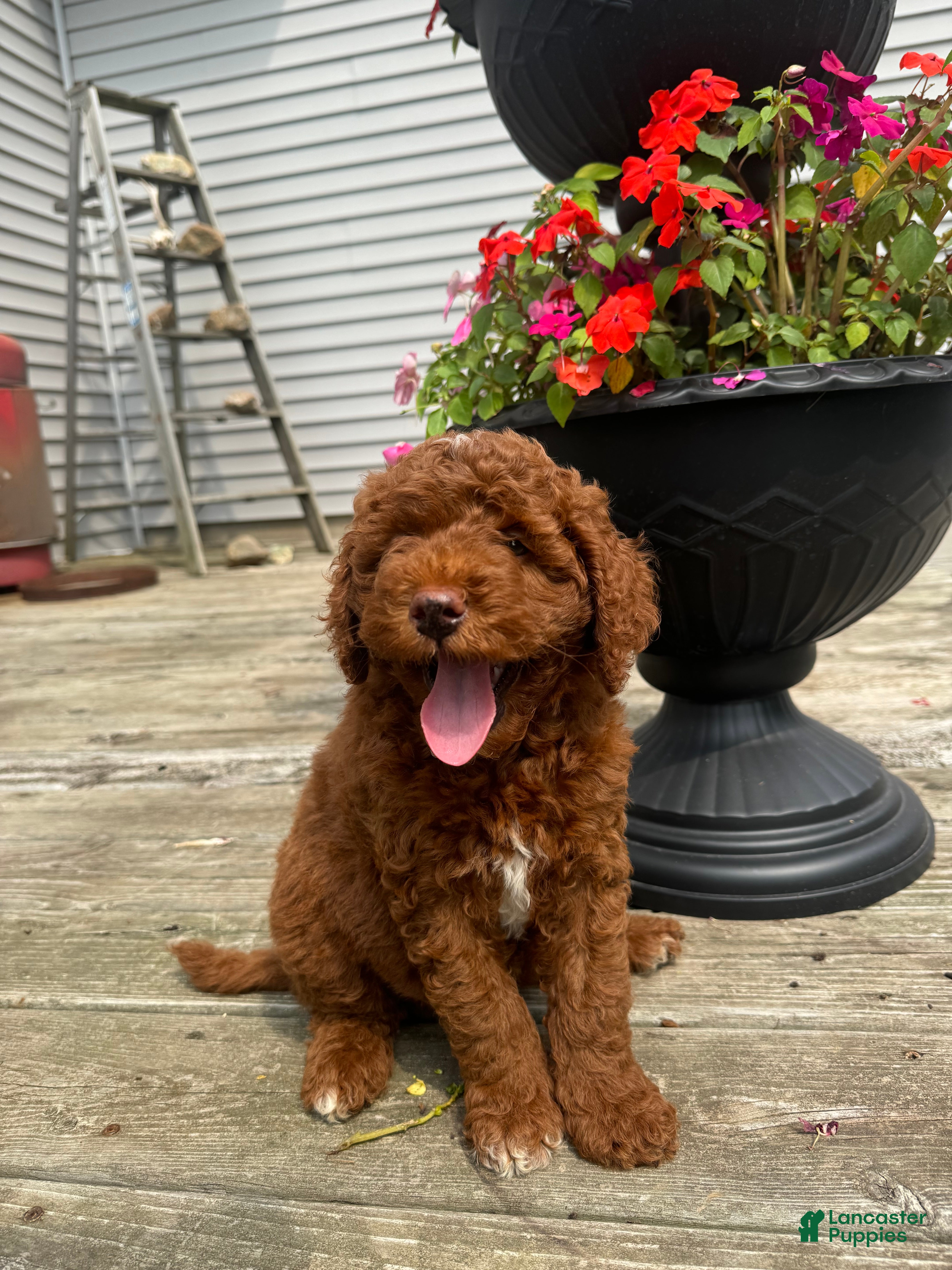 Cockapoo dogs for sale: Juneau  - Ad 2