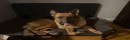 German Shepherd dogs for sale: German Shepherd 1 - Ad 3