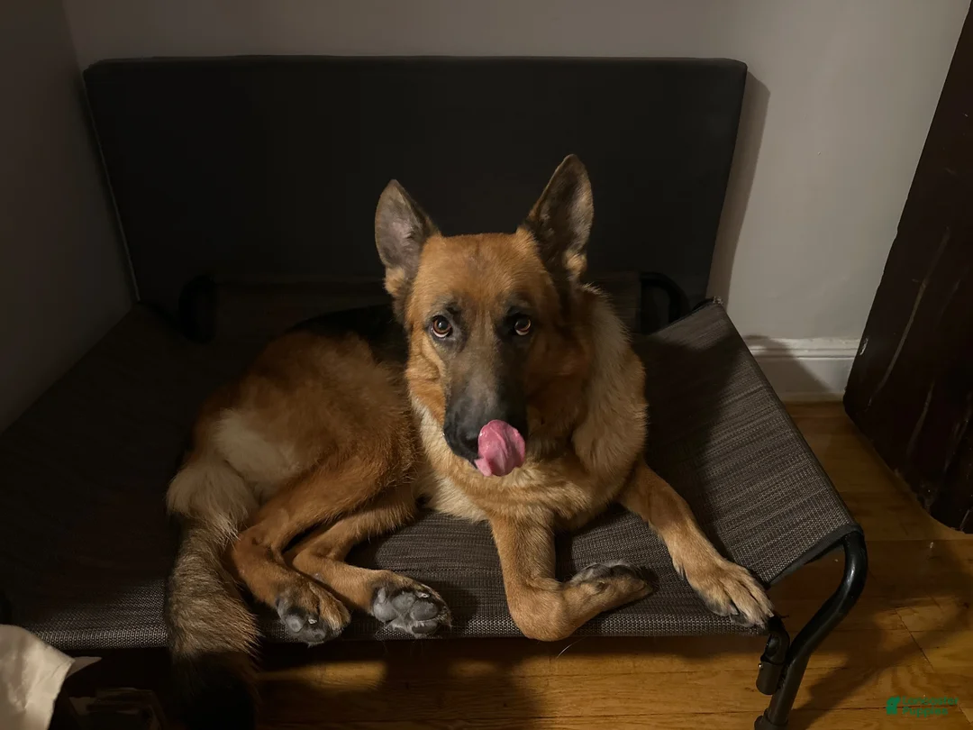 German Shepherd dogs for sale: German Shepherd 1 - Ad 3
