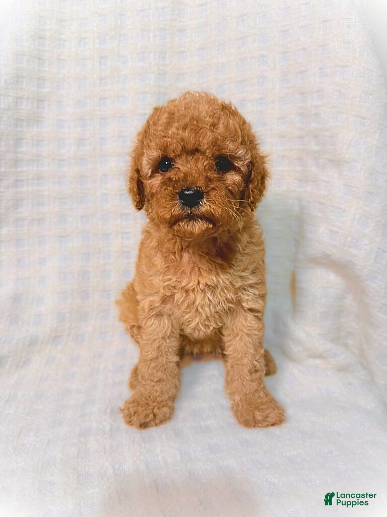 Cavapoo dogs Ginger - Ad 9
