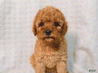 Cavapoo dogs Ginger - Ad 15
