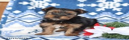 Yorkshire Terrier dogs for sale: Dasher - Ad 5